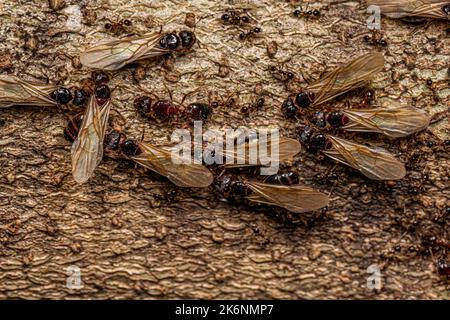 Ants femelles adultes à tête grosse du genre Pheidole Banque D'Images