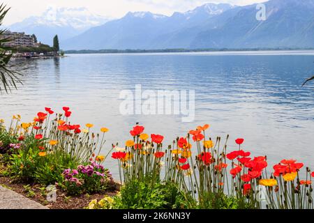 Belle vue avec des coquelicots colorés sur les montagnes des Alpes et le lac Léman à Montreux, Suisse Banque D'Images