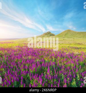 Fleurs printanières sur la rive de la mer pendant le coucher du soleil. Prairie verte et ciel bleu. Paysage magnifique. Banque D'Images