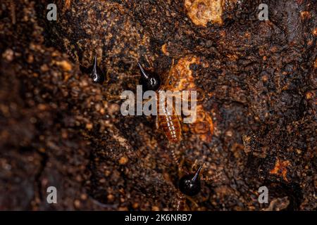 Termites nasutes adultes du genre Nasutitermes Banque D'Images