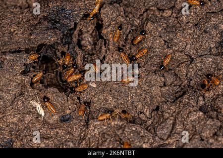 Termites nasutes adultes du genre Nasutitermes Banque D'Images