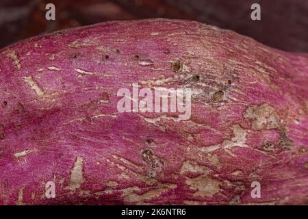 les trous qui sont des dommages causés par les insectes de forage dans la patate douce avec des racines tubéreuses sucrées-dégustation utilisées comme un légume de racine Banque D'Images