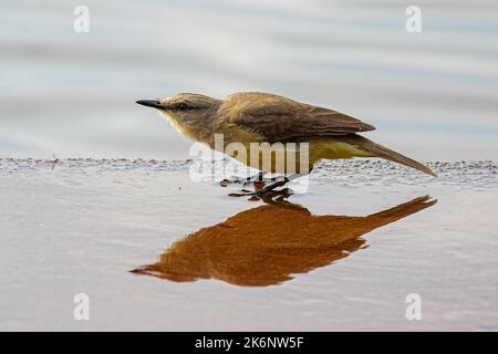 Espèce adulte espèce Tyrant oiseau de l'espèce Machetornis rixosa Banque D'Images