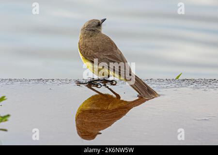 Espèce adulte espèce Tyrant oiseau de l'espèce Machetornis rixosa Banque D'Images