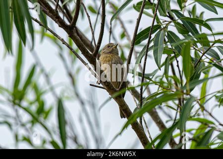 Femelle Saffron Finch oiseau de l'espèce Sicalis flaveola Banque D'Images