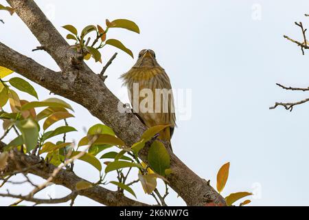 Femelle Saffron Finch oiseau de l'espèce Sicalis flaveola Banque D'Images