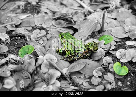 Une grenouille assise sur un nénuphars Banque D'Images