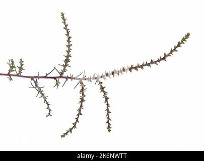 Branche de chardon de Russie pickly avec fleurs isolées sur blanc. Salsola kali ssp. Tragus Banque D'Images