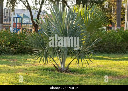 Palmier de Bismarck plante de l'espèce Bismarckia nobilis Banque D'Images