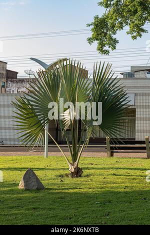 Palmier de Bismarck plante de l'espèce Bismarckia nobilis Banque D'Images