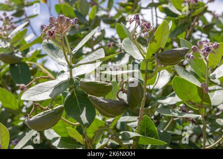 Fleurs de calotropis gigantea ou Crown Flower, Bukit, Bali, Indonésie. Banque D'Images