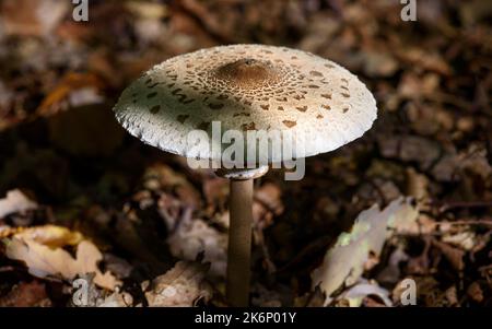 Vue rapprochée d'un magnifique Macrolepiota procera, communément connu sous le nom de champignon parasol, qui pousse dans une sous-croissance. Banque D'Images