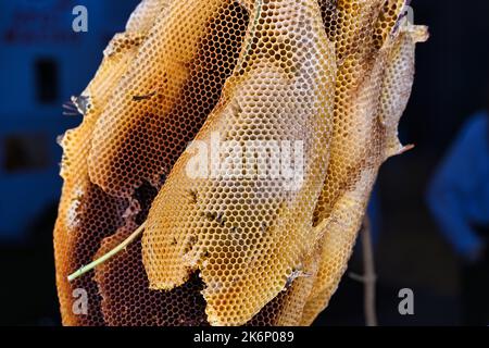 Une incroyable structure de cellules d'abeille sous une belle lumière Banque D'Images