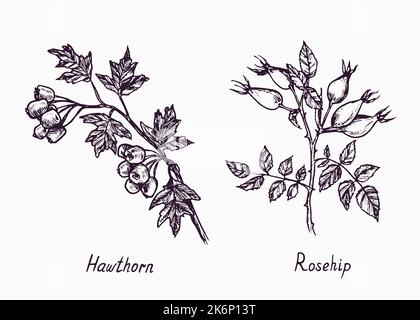 Branche de hanche de Hawthorn et de Rose avec baies et feuilles, esquisse simple dessin de l'oodle avec inscription, style de gravure Banque D'Images