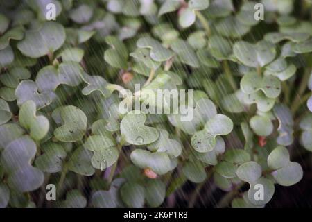 Chute de pluie sur une plantation de sprout Banque D'Images