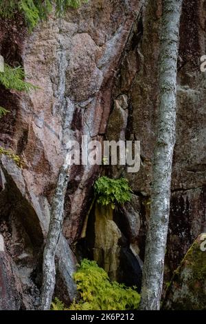 Gros plan sur un rocher de granit coloré dans la nature finlandaise avec des feuilles de fougères vertes au milieu Banque D'Images