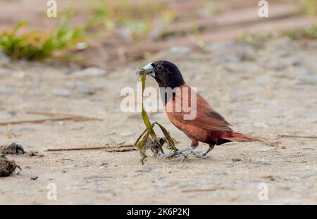 Munia de châtaignier ou Munia à tête noire manger à partir du sol. Banque D'Images