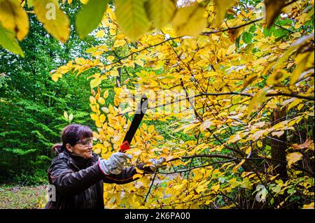 Brno, République tchèque. 15th octobre 2022. Journée de restauration des forêts publiques organisée par Lesy CR près de Brno - Vallée de Marianske, République Tchèque, 15 octobre 2022. Crédit : Patrik Uhlir/CTK photo/Alay Live News Banque D'Images