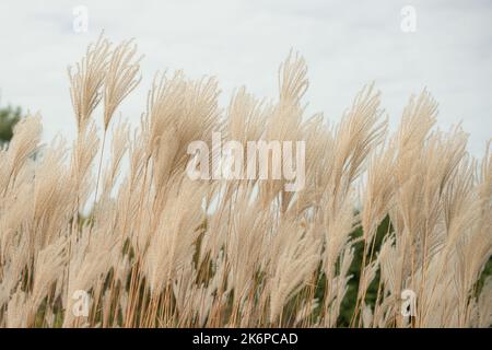 Herbe de plumes décorative contre le ciel lors d'une journée ensoleillée d'automne dans un jardin urbain à Dnipro, Ukraine. Banque D'Images