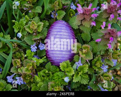 Nylon en plastique violet oeuf de Pâques parmi les orchidées sauvages Banque D'Images