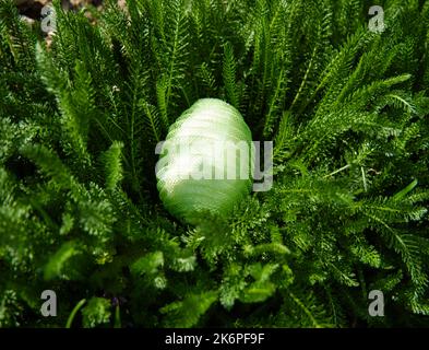 Vert plastique nylon oeuf de Pâques dans l'herbe Banque D'Images