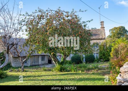 Cottage dans un village de cotswold en automne. Taynton, Cotswolds, Oxfordshire, Angleterre Banque D'Images