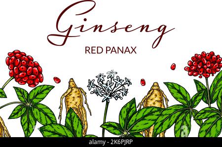 Ginseng design horizontal coloré. Illustration vectorielle botanique dessinée à la main dans un style d'esquisse. Peut être utilisé pour l'emballage, l'étiquette, le badge. Plantes médicinales Illustration de Vecteur