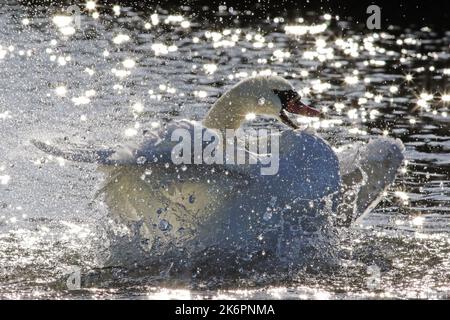 Un cygne muet se lavant sur la Grande rivière Ouse ar Ely Country Park, Ely, Cambridgesire16th octobre 2022 Banque D'Images