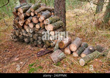 Préparation de bois de chauffage pour l'hiver. Piles de bois de chauffage dans la forêt. Bois de chauffage de fond. Arbres sciés et hachés. Grumes en bois empilées. Bois de chauffage. Banque D'Images