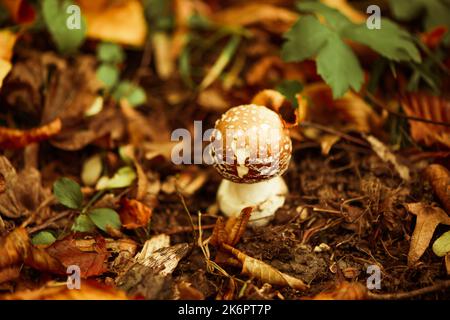 champignons empoisonnés poussant dans la forêt d'automne près des racines des arbres Banque D'Images