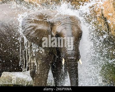 L'éléphant d'Afrique se rafraîchi sous un jet d'eau à Zootampe au Lowry Park à Tampa, Floride, États-Unis Banque D'Images