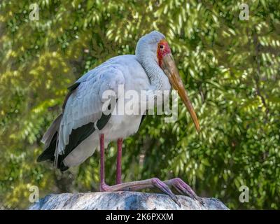 Le stock à bec jaune (Mycteria ibis), également appelé Wood stock ou IWood ibis est un oiseau africain. Banque D'Images