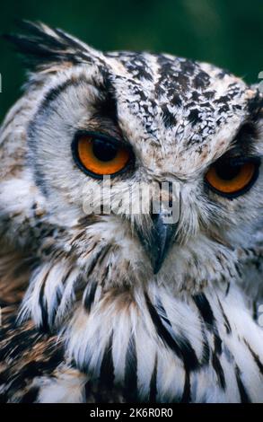 Bubo bubo sibiricus - Hibou de l'aigle de Sibérie. Banque D'Images