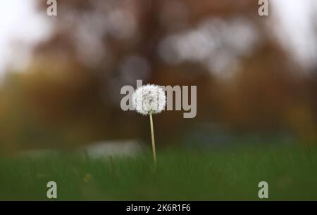 Météo saisonnière, couleurs d'automne dans le comté d'Östergötland, en Suède. Sur la photo : un pissenlit délavé dans un camping. Banque D'Images