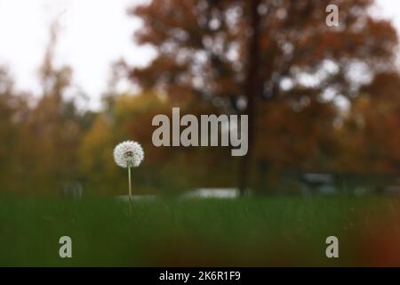 Météo saisonnière, couleurs d'automne dans le comté d'Östergötland, en Suède. Sur la photo : un pissenlit délavé dans un camping. Banque D'Images
