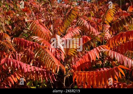 Peuplement de feuilles de Sumac rouge vif en automne avec plein soleil au Canada Banque D'Images