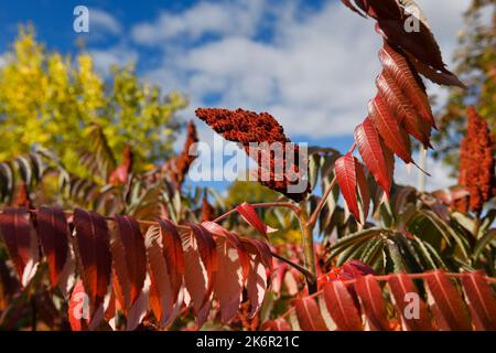 Fruits à drupe fuzzy et feuilles rouges de Sumac en automne au soleil du Canada Banque D'Images