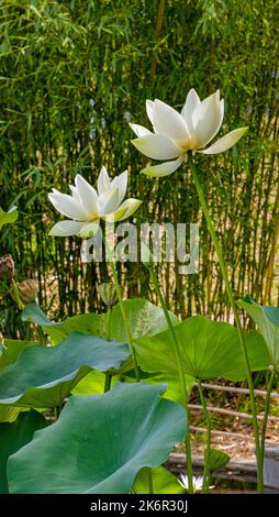 Feuille de Lotus américain (Nelumbo lutea) dans un petit étang. Jardin botanique de Fribourg Banque D'Images
