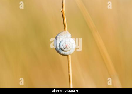 escargot rond sur l'herbe dans le champ. arrière-plan naturel. heure d'été Banque D'Images