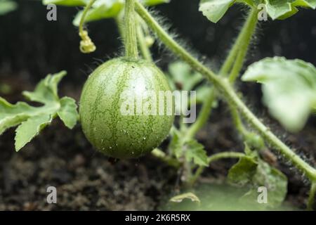 Petite pastèque verte non mûre, parmi les feuilles et les fleurs jaunes dans le champ. Agriculture. Gros plan. Banque D'Images