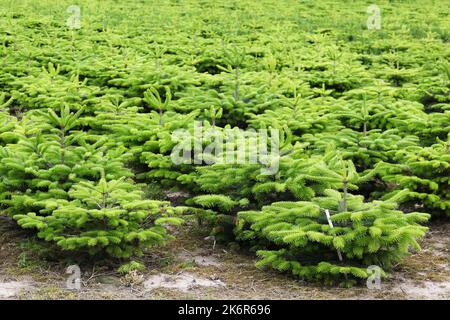 Plantation de sapin Nordmann au Danemark Banque D'Images