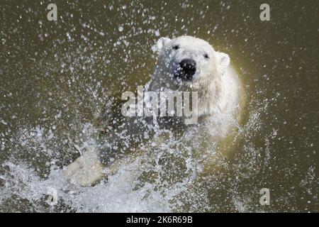 L'ours polaire dans l'eau Banque D'Images