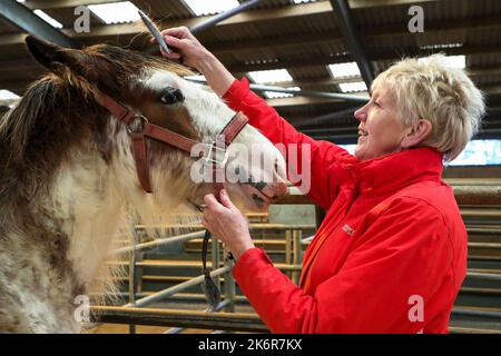 Ayr, Royaume-Uni. 15th octobre 2022. La Kilmarnock Foal Show Society a tenu son exposition annuelle d'automne des chevaux Clydesdale au marché Ayr Cattle, Ayrshire, Écosse, Royaume-Uni. Les compétitions et le jugement ont attiré un certain nombre de spectateurs, de tous âges, qui ont assisté à la sélection de chevaux Clydesdale pur-sang. Image de Jean Hamilton de Lesmahagow préparant son filly foal de 4 ans, 'Lavender' pour l'anneau de jugement. Crédit : Findlay/Alay Live News Banque D'Images