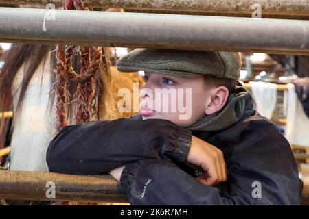 Ayr, Royaume-Uni. 15th octobre 2022. La Kilmarnock Foal Show Society a tenu son exposition annuelle d'automne des chevaux Clydesdale au marché Ayr Cattle, Ayrshire, Écosse, Royaume-Uni. Les compétitions et le jugement ont attiré un certain nombre de spectateurs, de tous âges, qui ont assisté à la sélection de chevaux Clydesdale pur-sang. Image de Lewis Campbell, âgé de 14 ans, regardant le jugement. Crédit : Findlay/Alay Live News Banque D'Images