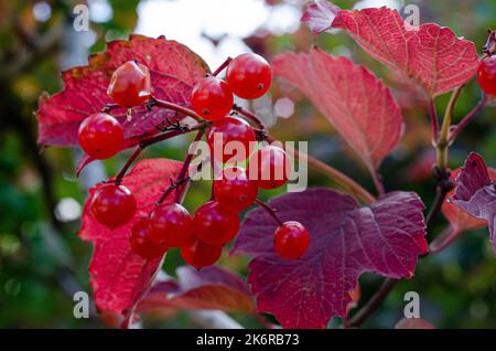 viburnum rouge sur les branches. Gros plan de petits pains rouges de viburnum mûr sur une branche en plein soleil d'automne. Viburnum opulus guelder-rose baies sur une branche Banque D'Images