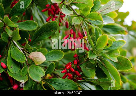 fruits mûrs et non mûrs sur les branches, groupe de fruits à pépins ressemblant à des baies appelés serviceberry ou juneberry Banque D'Images