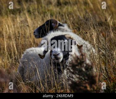 Moutons Swaledale dans le Peak District, Royaume-Uni Banque D'Images