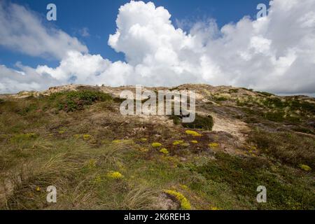 Sylt - Voir la faune et la flore et respecter chaque herbe et rester seulement , sur la bonne voie, Sylt , Allemagne, 13.06.2022 Banque D'Images