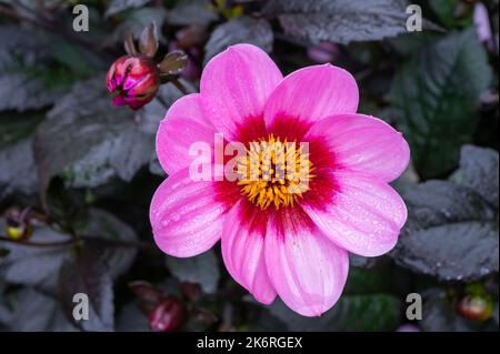 Petites fleurs roses des Asteraceae Dahlia heureux single clin Banque D'Images