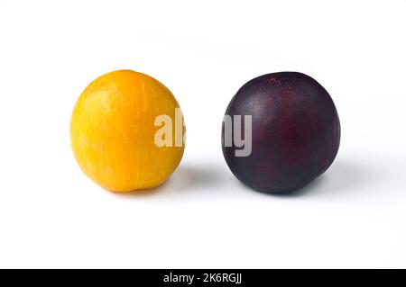 Une prune jaune et une prune violette sur fond blanc. Fruits très frais et doux. Banque D'Images